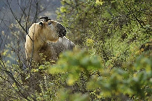 Takin (Budorcas taxicolor) looking at camera, Tangjiahe National Nature Reserve, Sichuan Province