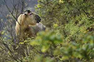 Images Dated 21st April 2015: Takin (Budorcas taxicolor) looking at camera, Tangjiahe National Nature Reserve, Sichuan Province