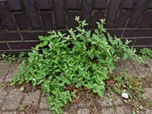 Alien Species Prints: Tall nightshade (Solanum chenopodioides) in flower on pavement
