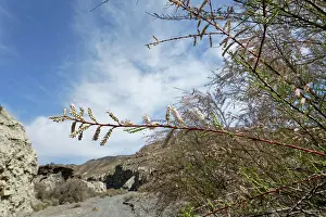 Almeria Prints: Tamarisk (Tamarix sp.) bush flowering beside a dry river bed in highly arid landscape
