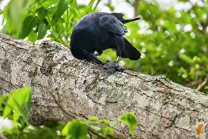 Corvus Imparatus Prints: Tamaulipas crow (Corvus imparatus) perched on branch feeding on Kemp's ridley turtle (Lepidochelys kempii)