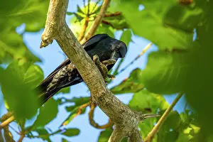 Corvidae Prints: Tamaulipas crow (Corvus imparatus) perched in tree