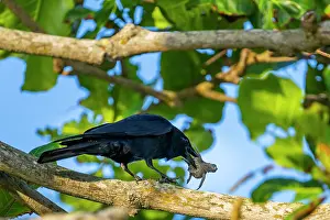 Corvidae Prints: Tamaulipas crow (Corvus imparatus) perched in tree