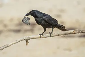 Tamaulipas Prints: Tamaulipas crow (Corvus imparatus) preying on Kemp's ridley turtle (Lepidochelys kempii) hatchling