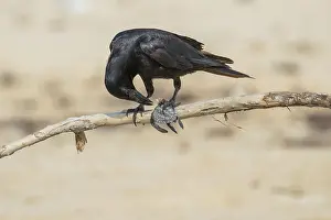 Corvidae Prints: Tamaulipas crow (Corvus imparatus) preying on Kemp's ridley turtle (Lepidochelys kempii) hatchling