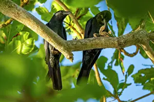 Corvidae Prints: Two Tamaulipas crows (Corvus imparatus) perched in tree