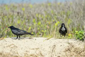 Corvidae Prints: Two Tamaulipas crows (Corvus imparatus) preying on Kemp's ridley turtle (Lepidochelys kempii) hatchling