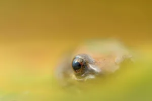 Pristimantis Prints: Tambococha rain frog (Pristimantis omeviridis) artistic view of eye, Yasuni National Park