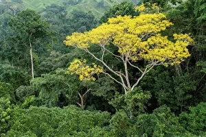 Legume Prints: Tambor tree (Schizolobium parahyba) in flower in the rainforest