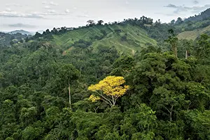 Environmental Issues Prints: Tambor tree (Schizolobium parahyba) in flower in the rainforest with degraded land in background