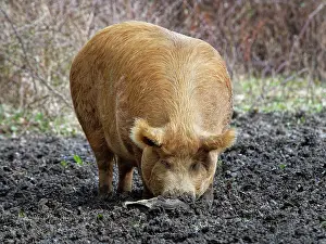 Sussex Prints: Tamworth pig (Sus domesticus) rooting with its snout for food including fallen acorns in muddy woodland