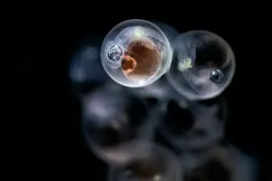Japan Prints: Tanaka's snailfish (Liparis tanakae) embryo