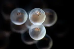 New Beginnings Prints: Tanaka's snailfish (Liparis tanakae) freshly spawned eggs
