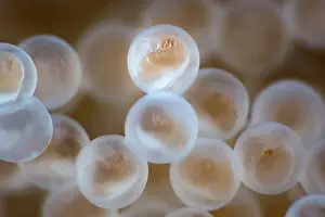 Japan Prints: Tanaka's snailfish (Liparis tanakae) freshly spawned eggs