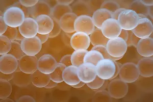 Japan Prints: Tanaka's snailfish (Liparis tanakae) freshly spawned eggs