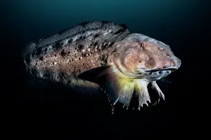 Liparidae Prints: Tanaka's snailfish (Liparis tanakae) male