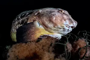 Japan Prints: Tanaka's snailfish (Liparis tanakae) male