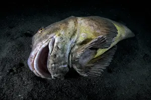 Life Cycles Prints: Tanaka's snailfish (Liparis tanakae) male