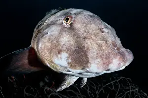 Japan Prints: Tanaka's snailfish (Liparis tanakae) male