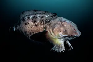 Japan Prints: Tanaka's snailfish (Liparis tanakae) male