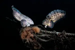 Japan Prints: Tanaka's snailfish (Liparis tanakae) pair just prior to spawning
