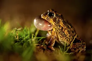 Throat Pouch Prints: Tandy's sand frog (Tomopterna tandyi) vocalising