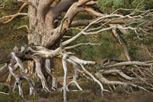 Pinus Frieseana Prints: Tangled dead boughs of veteran Scots Pine (Pinus sylvestris), Rothiemurchus Forest
