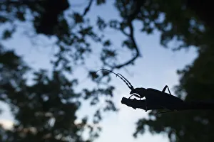 Tanner / Sawyer beetle (Prionus coriarius) silhouetted on branch at dusk, Djerdab National Park