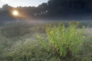 Castelein 100 Landscapes Collection: Tansy (Tanacetum vulgare) flowering in grassland on misty morning