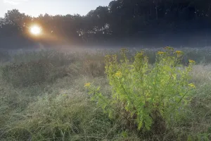 Brasschaat Prints: Tansy (Tanacetum vulgare) flowering in grassland on misty morning