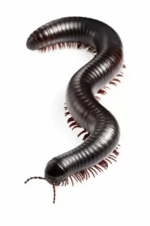 Images Dated 2nd October 2010: Tanzanian Giant Millipede {Archispirostreptus gigas} Captive, originating from Africa