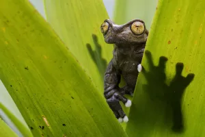 Bromeliale Prints: Tapichalaca Torrenteer (Hyloscirtus tapichalaca) on a bromeliad, Tapichalaca Reserve
