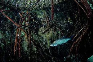 Malpighiales Prints: Tarpon (Megalops atlanticus) swimming in a Mangrove (Rhizophora mangle) forest