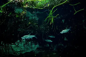Malpighiales Prints: Four Tarpons (Megalops atlanticus) swimming in a Mangrove (Rhizophora mangle) forest
