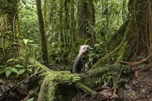 Images Dated 21st April 2020: Tarya (Eira barbara) in cloud forest, Choco region, Northwestern Ecuador