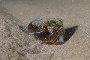 Tasmanian bobtail squid (Euprymna tasmanica) on sandy seabed. This little cephalopod secretes a mucous that causes sand to stick to its back to help it hide in the sand