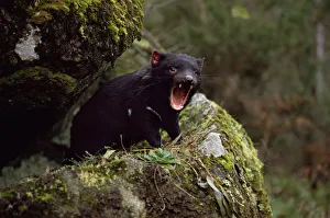 Tasmanian devil calling {Sarcophilus harrisii} Tasmania Australia