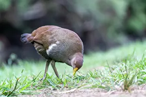 Grass Prints: Tasmanian native hen (Tribonyx mortierii) feeding on grass