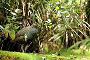Eye Colour Prints: Tasmanian nativehen (Tribonyx mortierii) standing among forest undergrowth