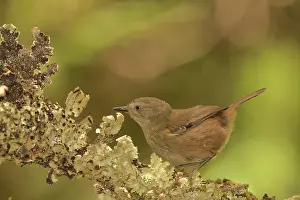 Brown Prints: Tasmanian scrubwren (Sericornis humilis) perched on branch