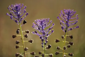 Liliaceae Prints: Tassel hyacinth (Muscari comosum) Campanarios de Azaiba Nature Reserve, Salamanca Region