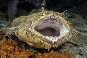 Weird and Ugly Creatures Gallery: Tasseled wobbegong shark (Eucrossorhinus dasypogon) yawning. Citrus Ridge, Yanggefo Island