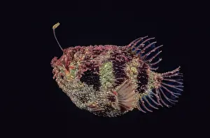 Black Background Prints: Tasselled anglerfish (Rhycherus filamentosus) portrait