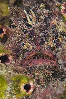 Tassled anglerfish (Rhycherus filamentosus) is almost perfectly camouflaged as it