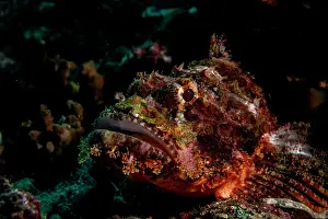 Scorpionfish Prints: Tassled scorpionfish (Scorpaenopsis oxycephala) portrait