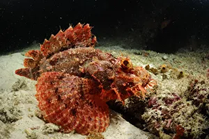 Scorpionfish Prints: Tassled scorpionfish (Scorpaenopsis oxycephala) swimming just above sea bed, Raja Ampat