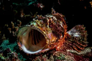 Scorpionfish Prints: Tassled scorpionfish (Scorpaenopsis oxycephala) yawning