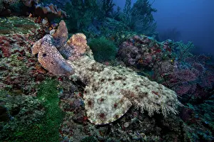 Spotted Prints: Tassled wobbegon (Eucrossorhinus dasypogon) camouflaged on seabed