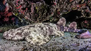 Myripristis Prints: Tassled wobbegong (Eucrossorhinus dasypogon)