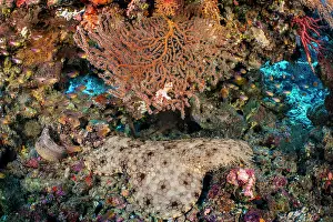 Misool Prints: Tassled wobbegong (Eucrossorhinus dasypogon) resting on a coral reef